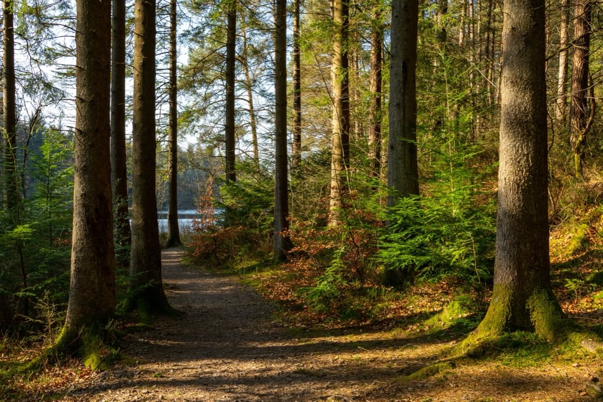 A gravel path curving away through tall moss-footed conifers in Dalbeattie forest, low sun throwing long shadows across fallen leaves, with a loch showing through the trunks ahead